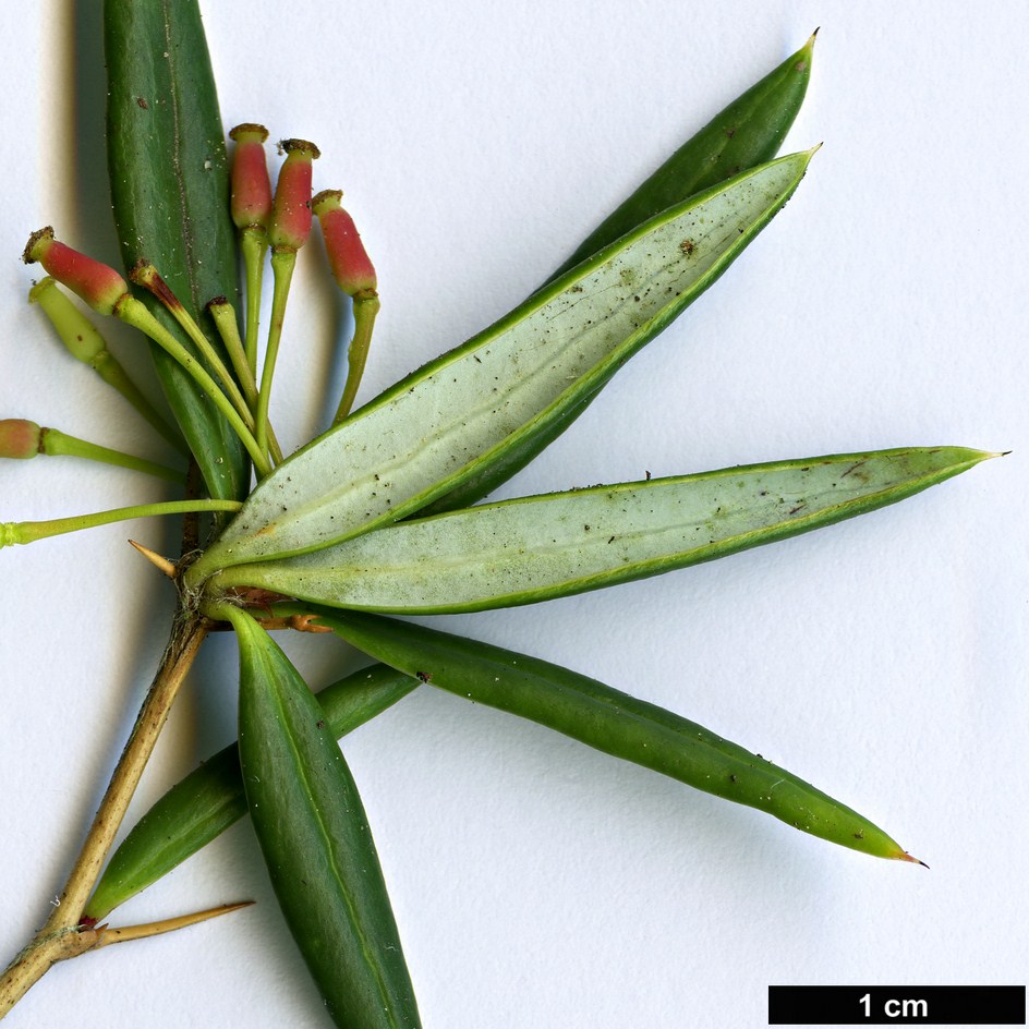 High resolution image: Family: Berberidaceae - Genus: Berberis - Taxon: replicata